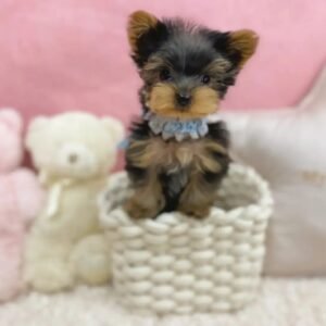 yorkie puppies for sale