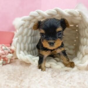 Yorkie Puppies For Sale Near Me