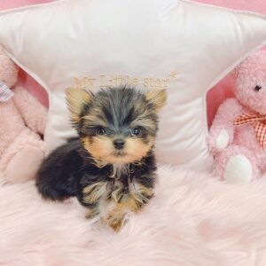 Yorkie Puppies For Sale Near Me