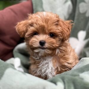 Maltipoo puppies for sale