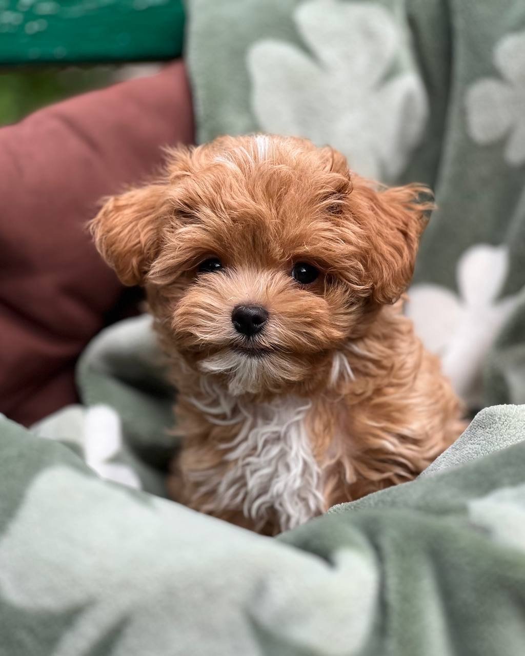 Maltipoo puppies for sale