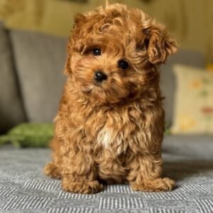 maltipoo puppies for sale near me