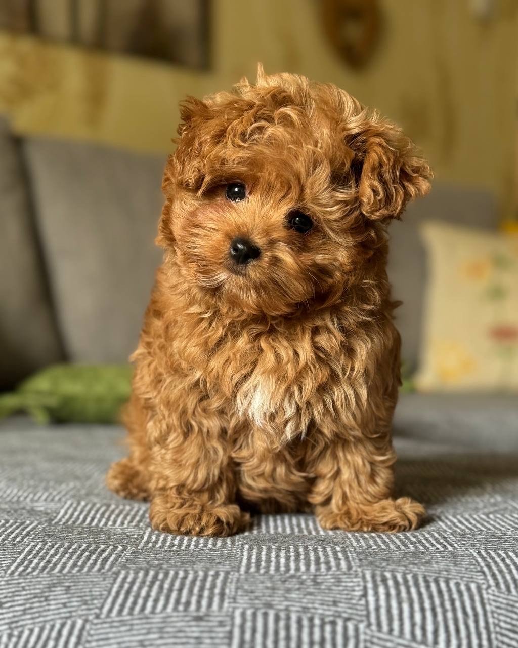 maltipoo puppies for sale near me