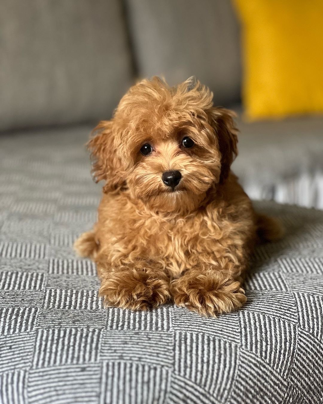 poodle puppies for sale