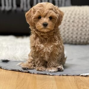 poodle puppies for sale