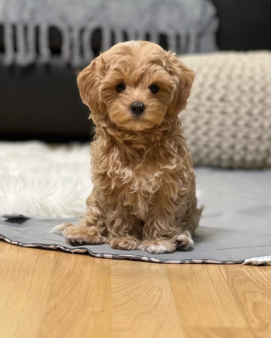 poodle puppies for sale