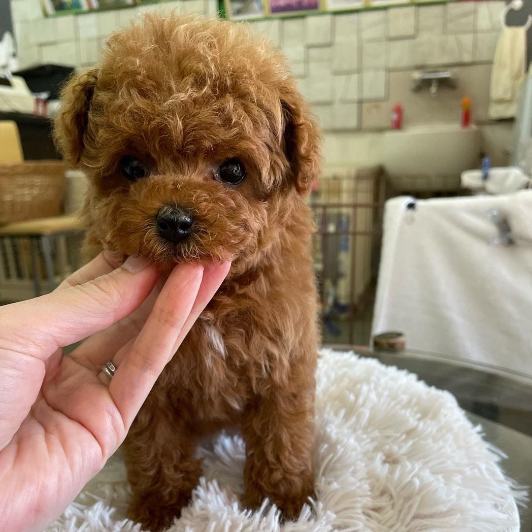 Teacup poodle puppies for sale