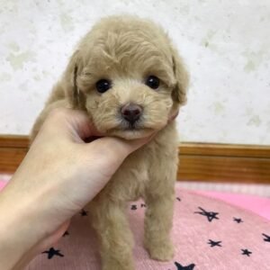 Teacup poodle puppies for sale