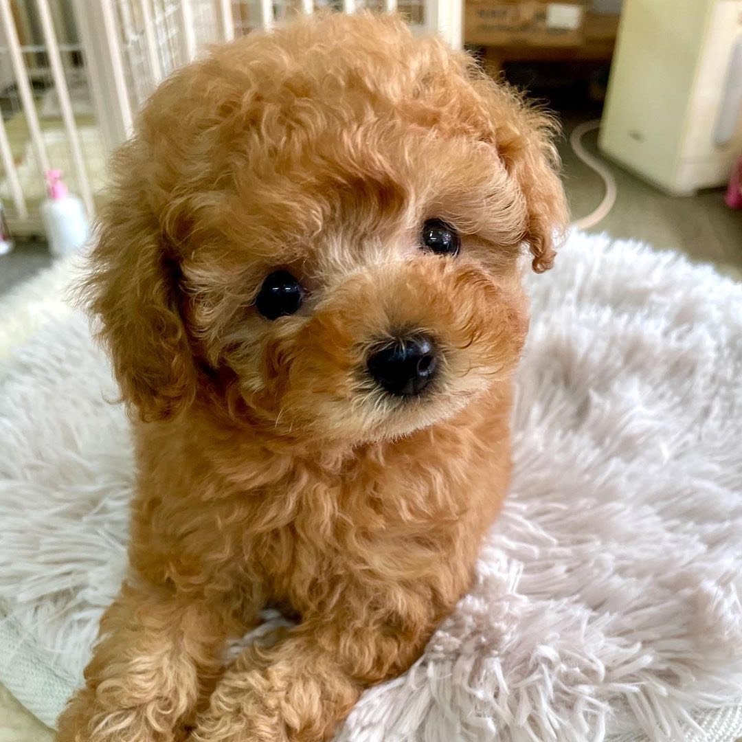 Teacup poodle puppies for sale