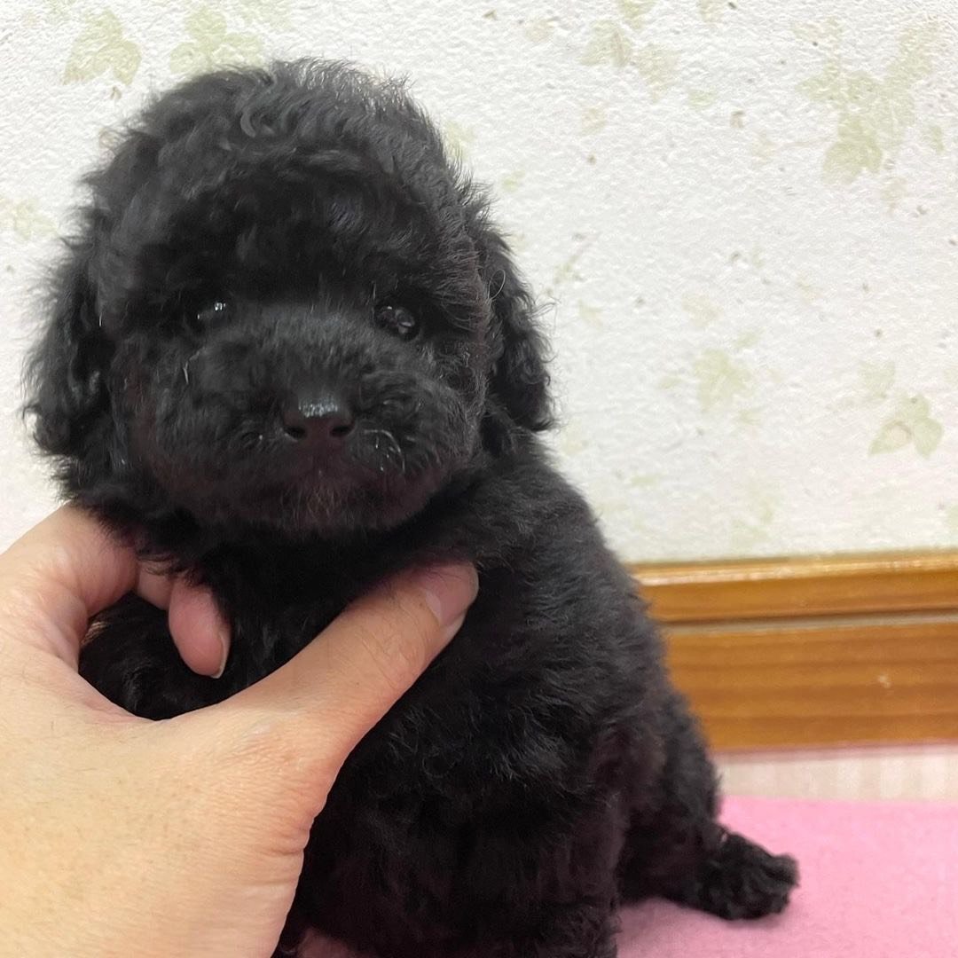 Teacup poodle puppies for sale