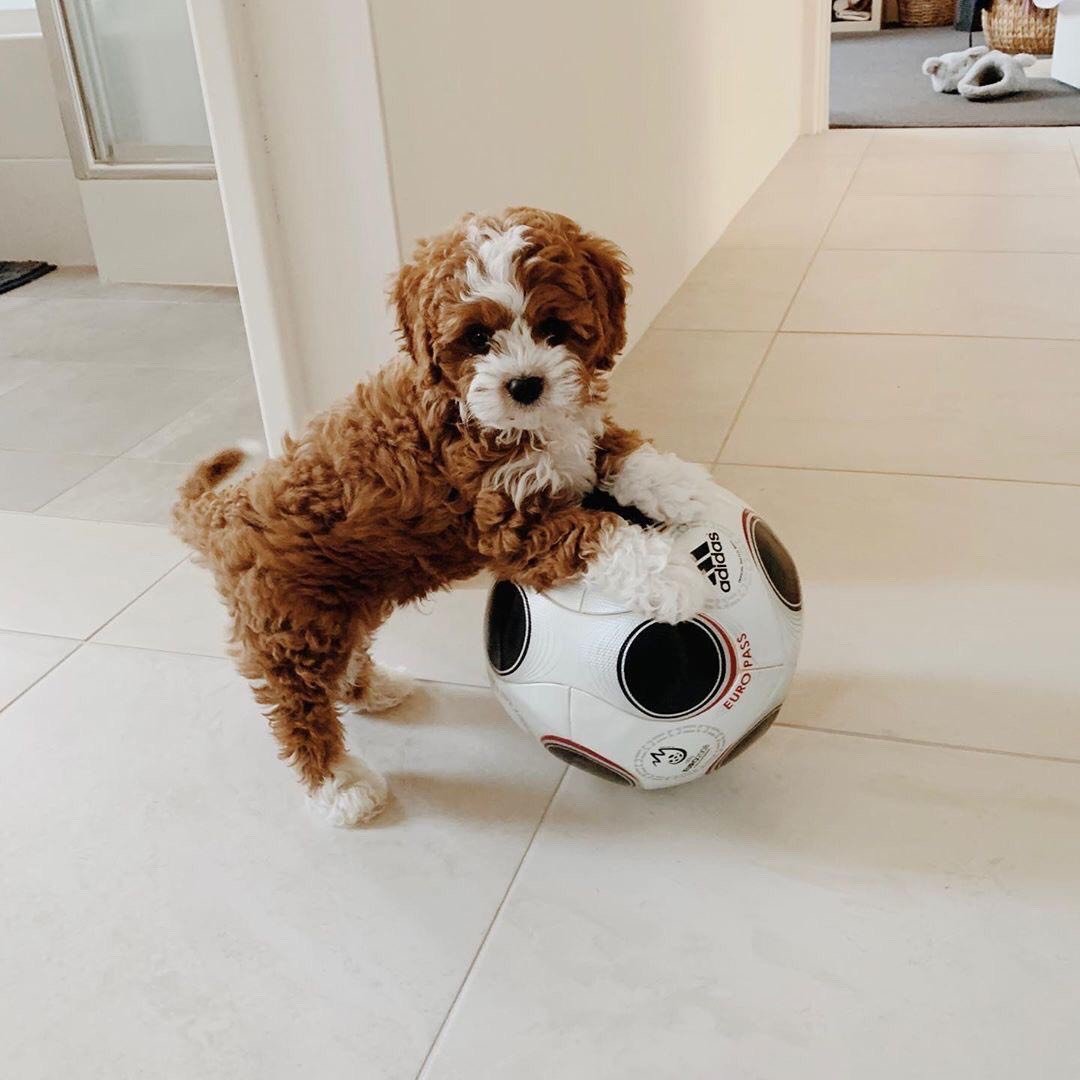 maltipoo puppies for sale