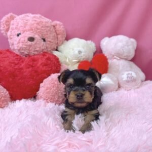 yorkie puppies for sale